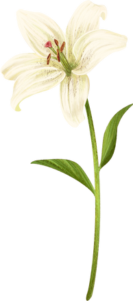 White Lily Flower